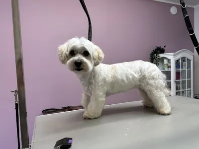 Pupilove SPA Studio psiej urody